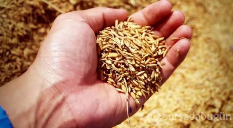 Milyonlarca insanın yediği pirinç pilavında büyük tehlike