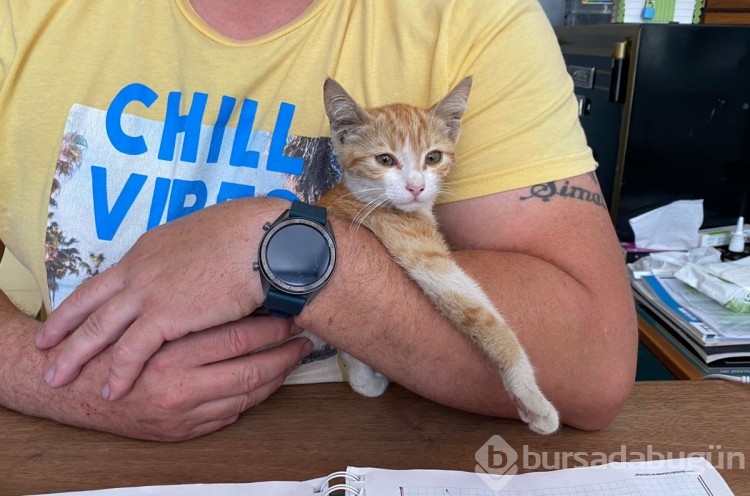 Otomobilin çarptığı kedi yaşam savaşı veriyor