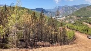 Ormanlara gözü gibi bakıyor