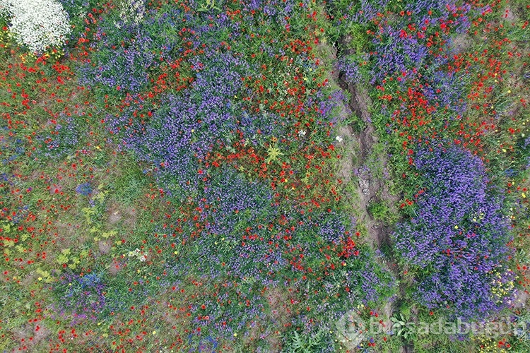 Ağrı'da tarlalar ve dağlar rengarenk çiçeklerle kaplandı