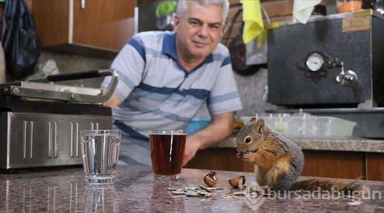 Bitkin halde bulup beslediği sincap çay ocağında "işçi" oldu