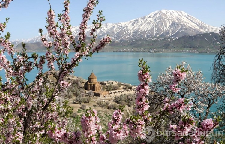 Akdamar Adası ağaçlarının çiçekleriyle renklendi