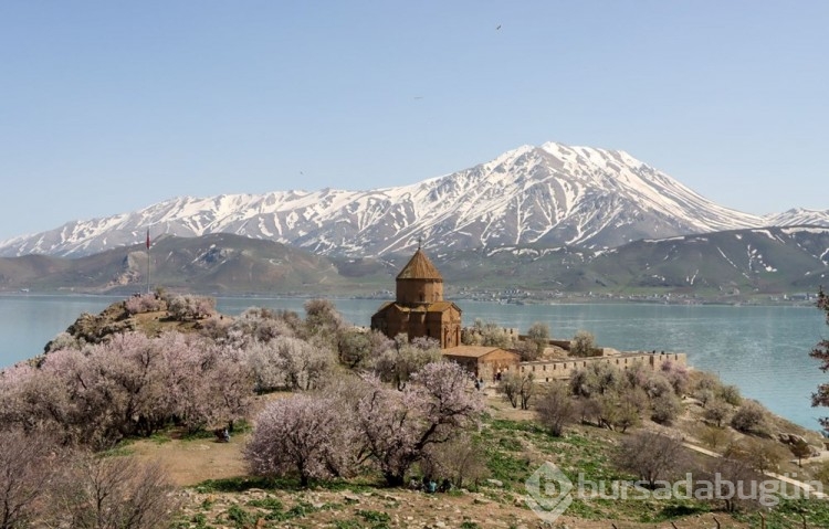Akdamar Adası ağaçlarının çiçekleriyle renklendi