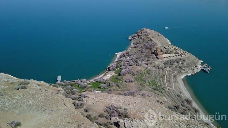 Akdamar Adası ağaçlarının çiçekleriyle renklendi