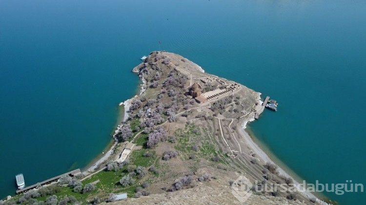 Akdamar Adası ağaçlarının çiçekleriyle renklendi