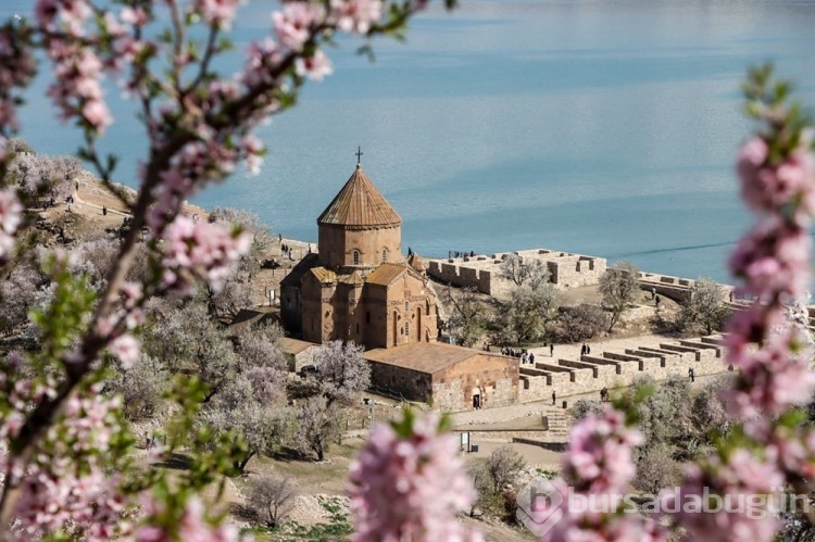Akdamar Adası ağaçlarının çiçekleriyle renklendi