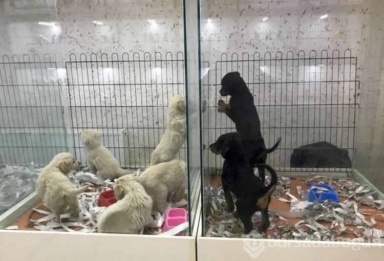 Pet shopların  satışında son günler