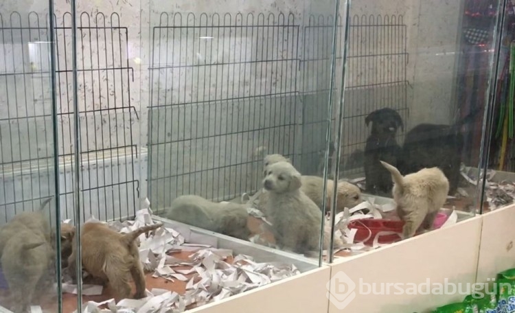 Pet shopların  satışında son günler