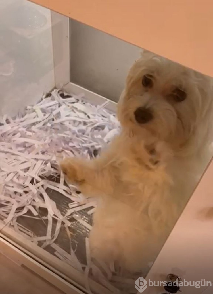 Pet shopların  satışında son günler