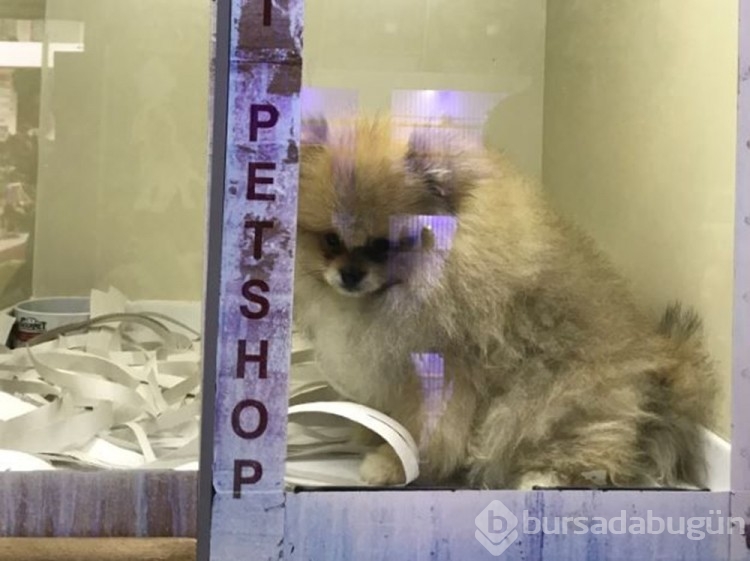 Pet shopların  satışında son günler