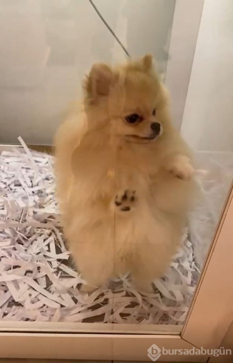 Pet shopların  satışında son günler