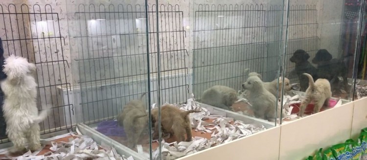 Pet shopların  satışında son günler