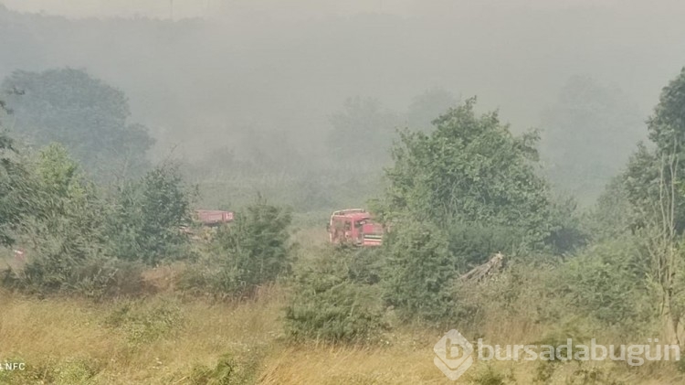 Çanakkale'de orman yangını