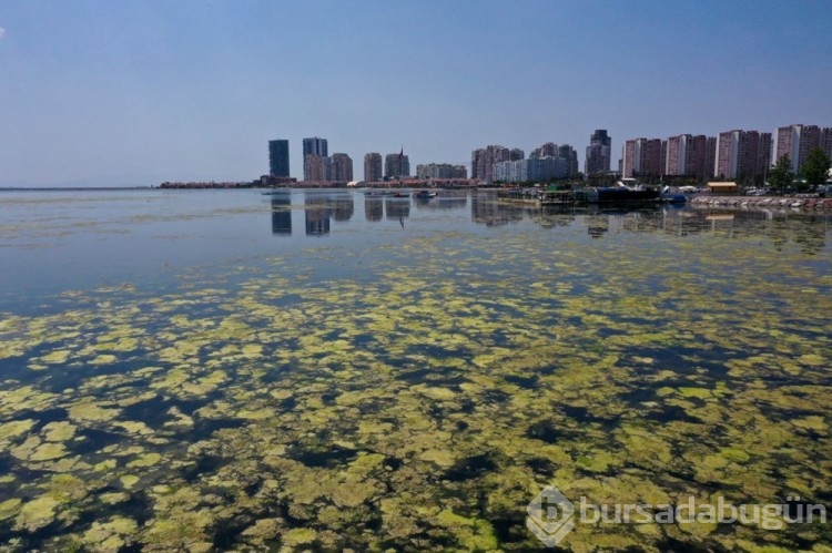 İzmir'de yosun istilası