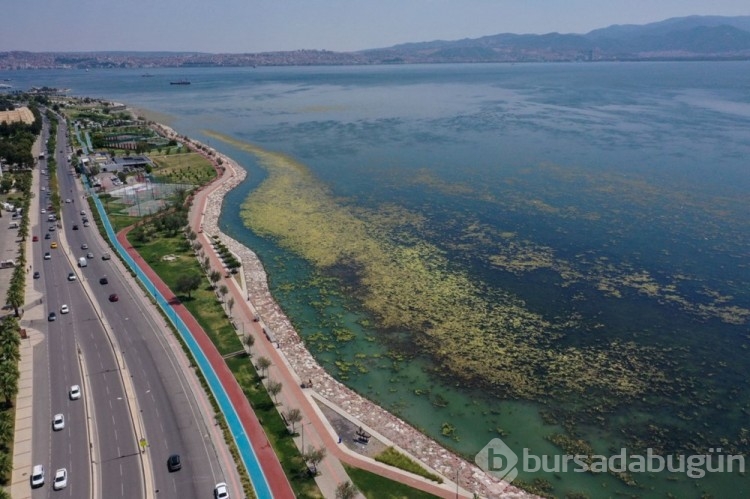 İzmir'de yosun istilası