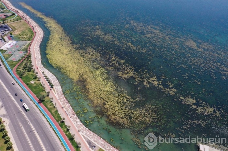 İzmir'de yosun istilası