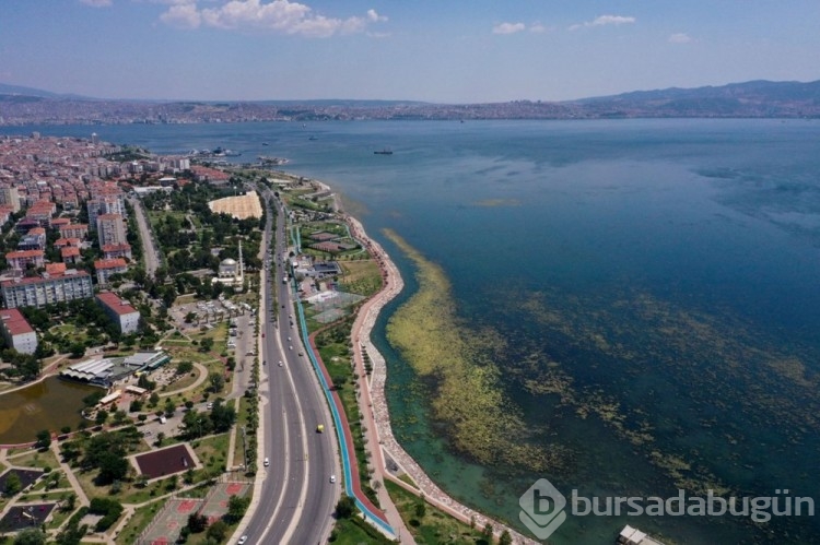 İzmir'de yosun istilası
