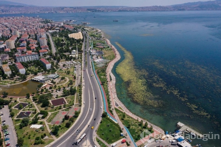 İzmir'de yosun istilası
