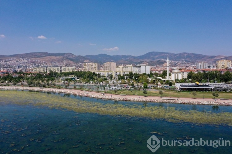 İzmir'de yosun istilası