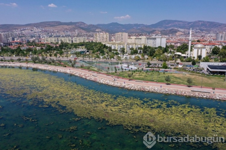 İzmir'de yosun istilası