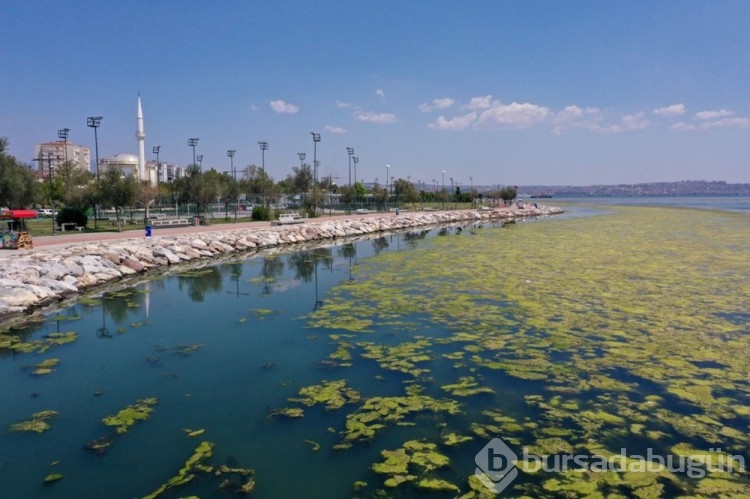İzmir'de yosun istilası