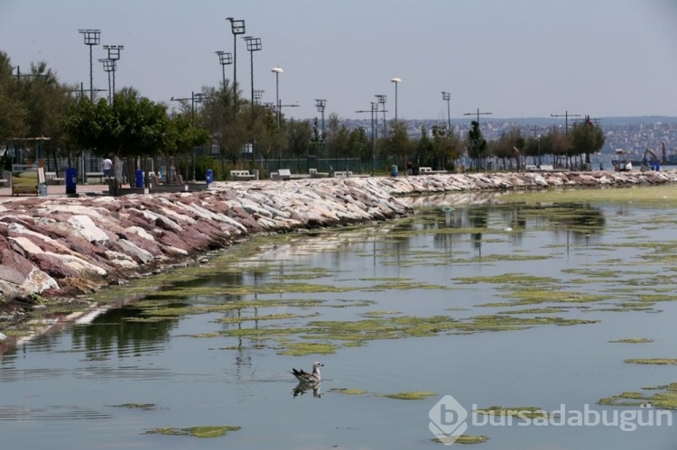 İzmir'de yosun istilası