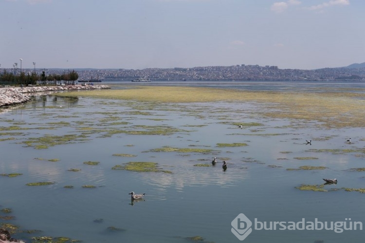 İzmir'de yosun istilası