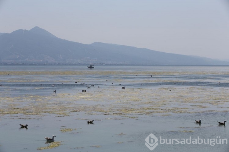 İzmir'de yosun istilası