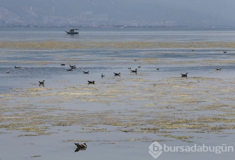 İzmir'de yosun istilası