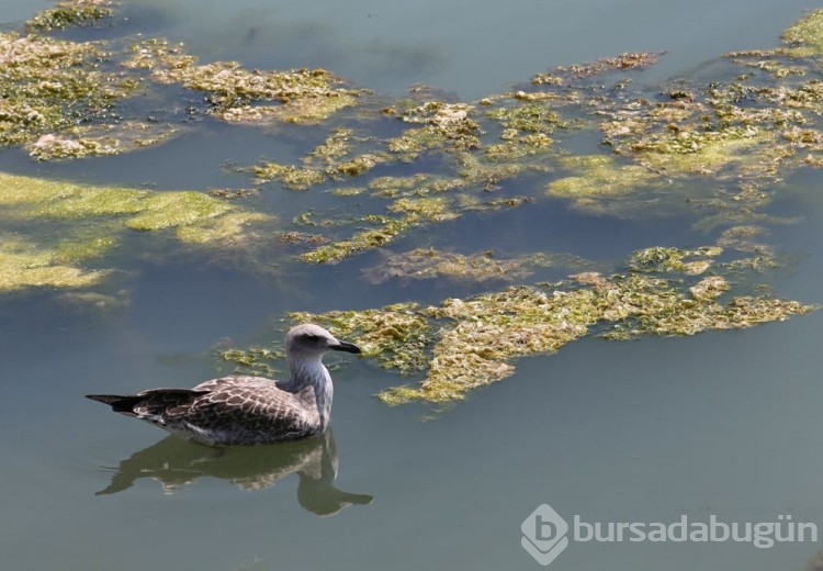 İzmir'de yosun istilası