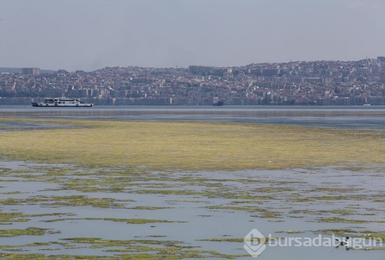 İzmir'de yosun istilası