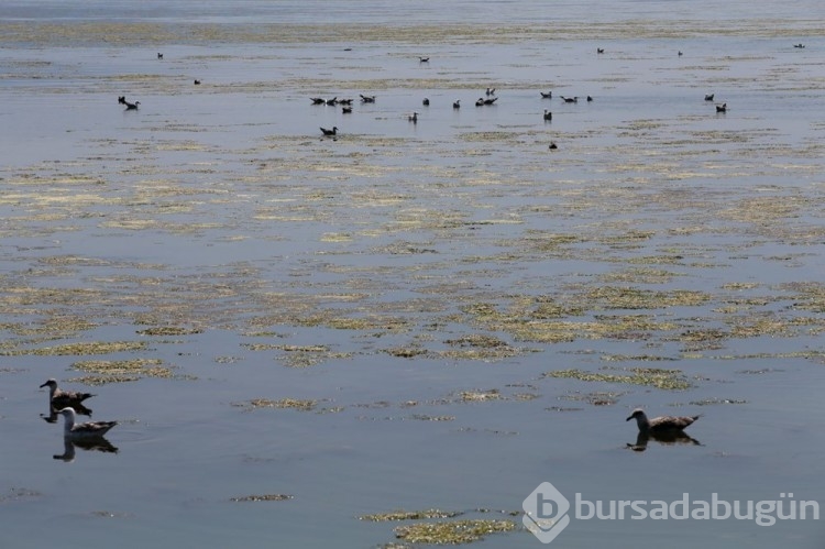 İzmir'de yosun istilası