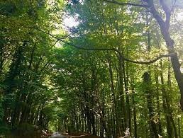  İstanbulda ormanlık alanlara giriş yasaklandı