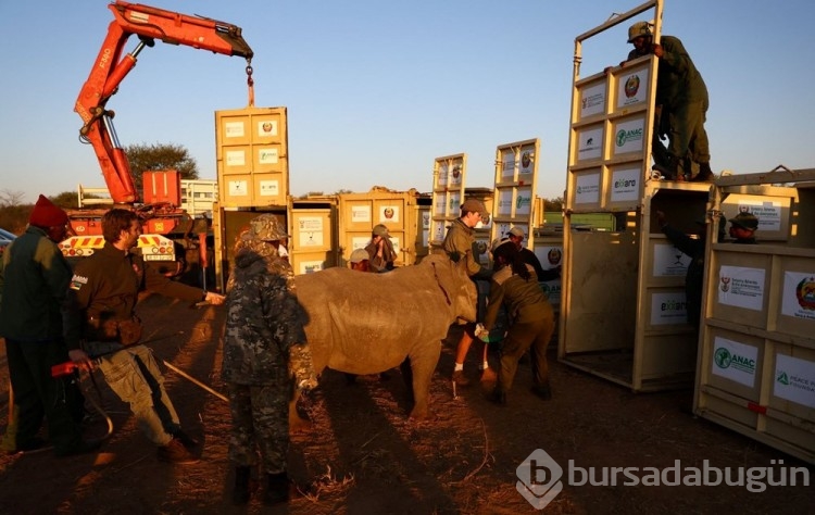 Mozambik, 40 yıl sonra beyaz gergedanlara kavuştu