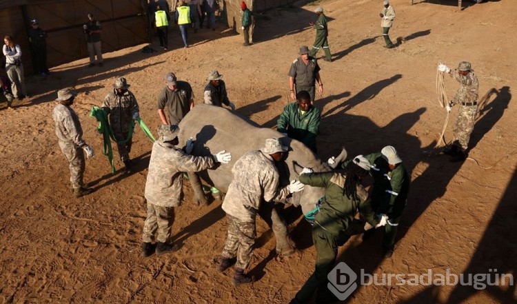 Mozambik, 40 yıl sonra beyaz gergedanlara kavuştu