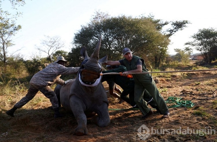 Mozambik, 40 yıl sonra beyaz gergedanlara kavuştu