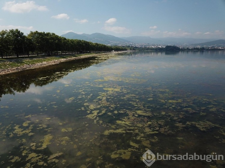 İzmit Körfezi yosunlarla kaplandı