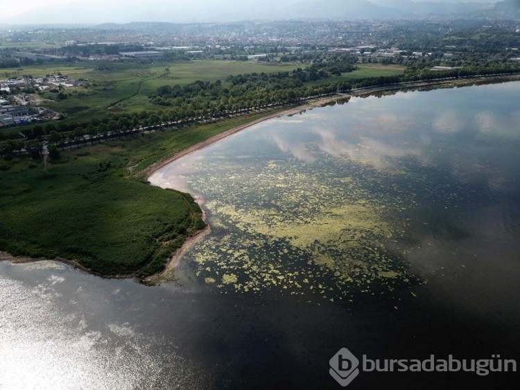 İzmit Körfezi yosunlarla kaplandı