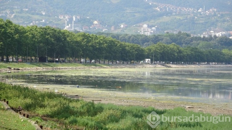 İzmit Körfezi yosunlarla kaplandı