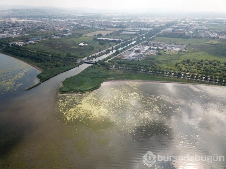 İzmit Körfezi yosunlarla kaplandı