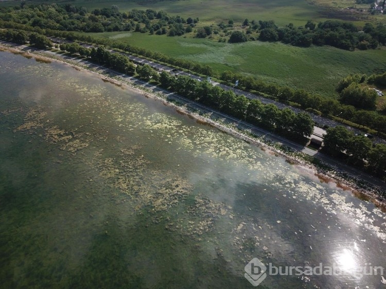 İzmit Körfezi yosunlarla kaplandı