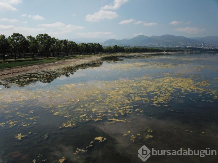 İzmit Körfezi yosunlarla kaplandı