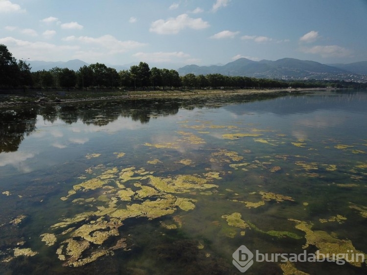 İzmit Körfezi yosunlarla kaplandı