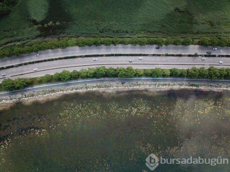 İzmit Körfezi yosunlarla kaplandı