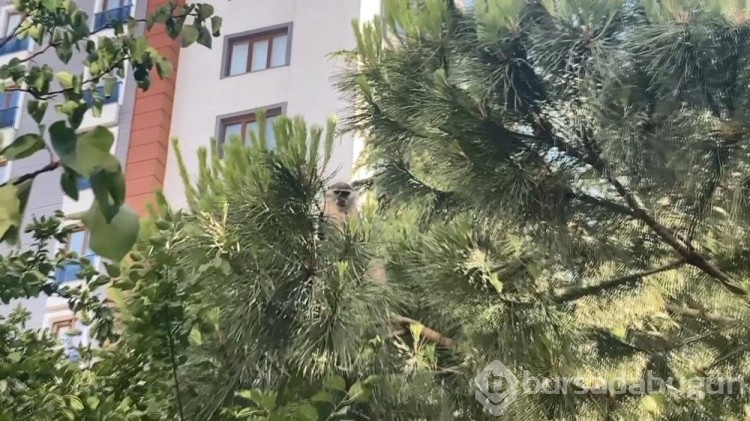 İstanbul'un Bağcıların ilçesinde maymun şoku yaşandı