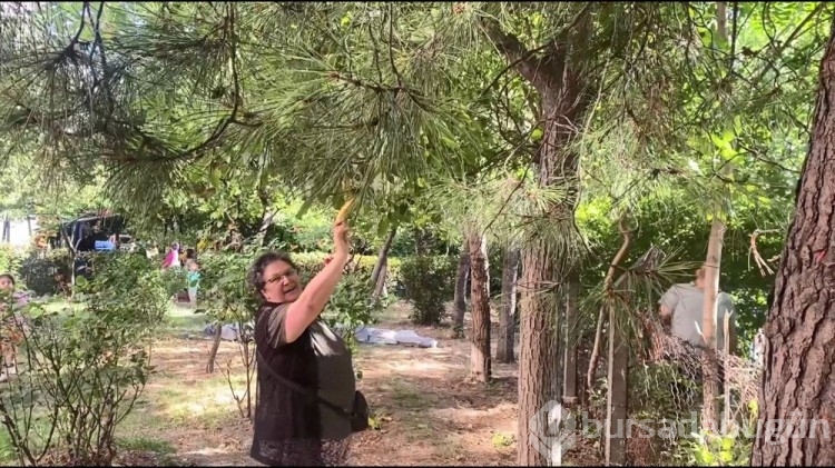 İstanbul'un Bağcıların ilçesinde maymun şoku yaşandı