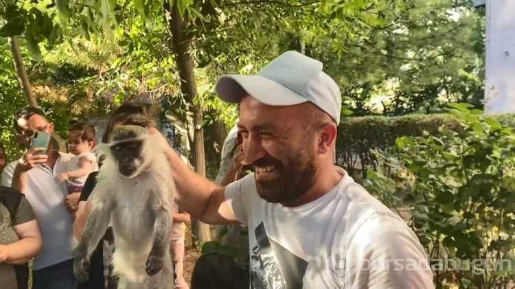 İstanbul'un Bağcıların ilçesinde maymun şoku yaşandı