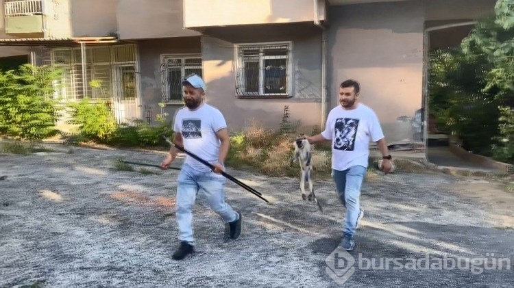 İstanbul'un Bağcıların ilçesinde maymun şoku yaşandı