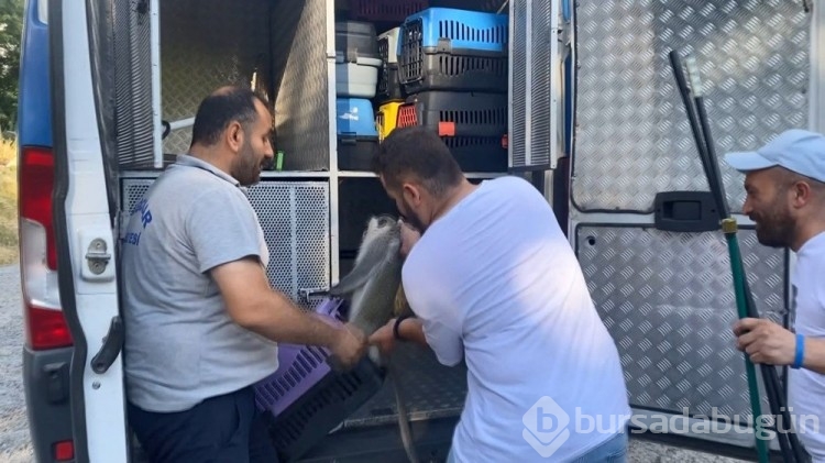 İstanbul'un Bağcıların ilçesinde maymun şoku yaşandı