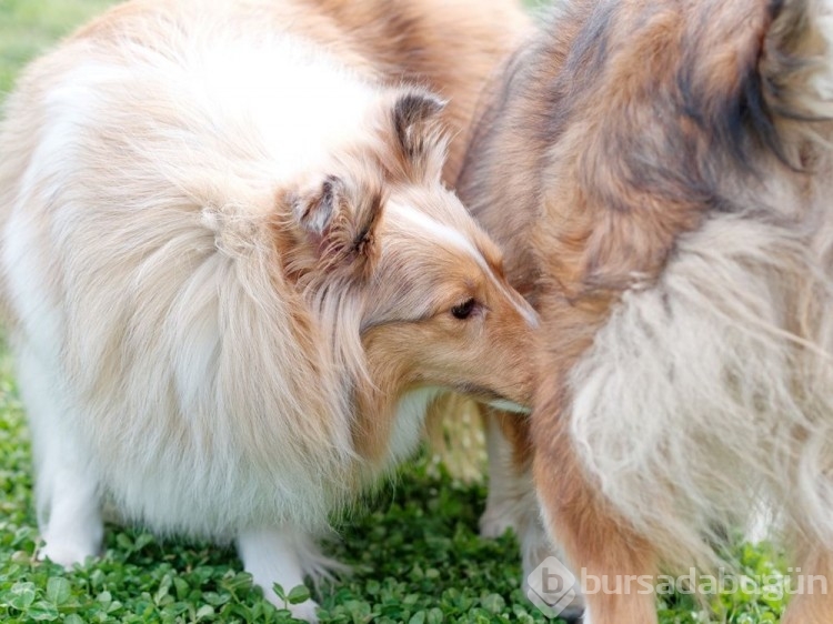 Erkek köpeğiniz bu hareketi yapıyorsa dikkat!
